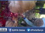 sapi-dijagal_20160204_104706.jpg