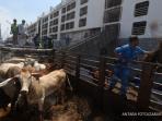 sapi-impor_20160520_080510.jpg