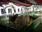 sapi-jokowi-nih3_20150924_095506.jpg