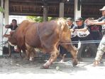 sapi-jokowi-untuk-masjid-al-wustho-solo_20180822_125236.jpg