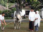 sapi-jokowi12.jpg