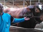 sapi-jokowi_20150917_203822.jpg