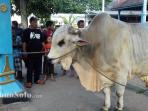 sapi-jokowi_20160912_040702.jpg