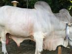 sapi-jokowi_20160912_220400.jpg