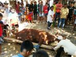 sapi-jokowi_20170901_202927.jpg