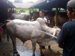 sapi-kurban-dimandikan_20160905_131157.jpg