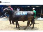 sapi-kurban-ivan-gunawan-besar-banget-ya_20150924_122557.jpg