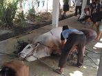 sapi-kurban-jokowi-2_20170902_042152.jpg