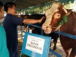 sapi-kurban-jokowi_20150923_203015.jpg