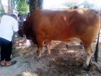 sapi-kurban-jokowi_20150924_134727.jpg