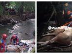 sapi-kurban-mengamuk-hingga-tercebur-di-sungai.jpg