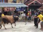 sapi-kurban-mengamuk-melukai-seorang-ibu.jpg