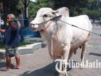 sapi-kurban-milik-jokowi_20180821_190519.jpg