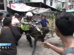 sapi-kurban-ngamuk-ditodong-pistol_20170902_104532.jpg