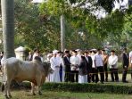 sapi-kurban-nih2_20180822_083106.jpg