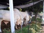 sapi-kurban-nih6_20180822_100125.jpg