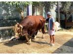 Cerita Supardiono, Pemilik Sontrot Sapi Bantul Berbobot 1,5 Ton Dipilih Jadi Hewan Kurban Prabowo