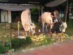 sapi-kurban-presiden-jokowi-dan-wapres-jusuf-kalla_20180821_212859.jpg