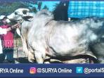 sapi-kurban-presiden-jokowi-dari-peternak-di-gresik_20160907_075631.jpg