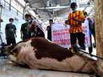 sapi-kurban-presiden-jokowi-disembelih-di-rph-cirangrang-bandung_20220711_215638.jpg