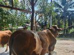 sapi-kurban-skdf.jpg