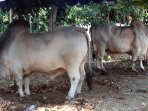 sapi-kurban-sumbangan-presiden-dan-wapres_20150924_231222.jpg