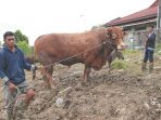 sapi-limosin-balikpapan_20170825_041616.jpg