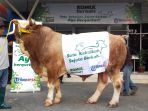 sapi-limosin-berbobot-1-ton-56-kg-yang-diberikan-pt-bintang-toedjoe_20180814_213206.jpg