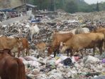 sapi-makan-sampah-di-tempat-penampungan-sampah-tps_20180809_171332.jpg