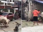 sapi-mengamuk-di-samarinda334.jpg