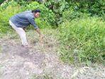 sapi-milik-rano-tinggal-tulang-dan-kulit-dieksekusi-pencuri.jpg