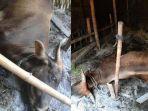 sapi-milik-sejumlah-peternak-asal-desa-soko-tikung-lamongan-yang-mati.jpg