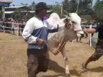 sapi-ngamuk.jpg