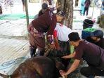 sapi-ngamuk1.jpg