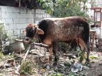 sapi-ngamuk_20180821_165043.jpg