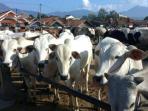 sapi-potong-lokal-pasar-hewan_20160526_163040.jpg