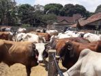 sapi-sapi-yang-dijual-di-pasar-hewan-tanjungsari-sumedang-selasa-2282017_20180809_115428.jpg