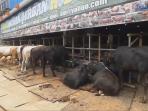 sapi-seberat-1-ton-dijual-rp-400-juta-di-mall-hewan-qurban_20150921_220017.jpg