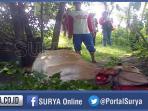 sapi-sembelih-pencuri_20160204_151539.jpg