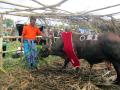 sapi-terbaik-di-ntt.jpg