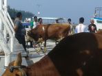 sapi-yang-hendak-dikirim-ke-kepulauan-seribu_20170417_173619.jpg