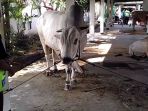sapi_20170901_173631.jpg