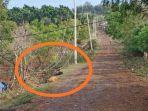 sapu-peliharaan-warga-tersengat-kabel-listrik.jpg