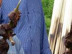 sate-kerbau_20160602_210020.jpg