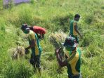satgas-411-kostrad-bantu-panen-warga-papua-ditengah-wabah-corona_20200429_134750.jpg