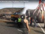 satu-dari-lima-ekor-gajah-mati-dalam-kecelakaan-tunggal-truk-pengangkut-hewan-sirkus_20180403_155444.jpg