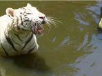 satu-diantara-koleksi-harimau-sinka-zoo-singkawang-622021.jpg