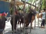 satu-hari-sebelum-idul-adha-530-sapi-sudah-dipesan_20160910_184635.jpg