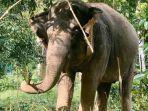 save-elephant-foundation.jpg