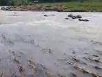 sawah-diterjang-banjir_20160403_181637.jpg